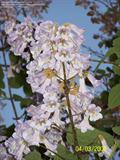 paulownia tomentosa